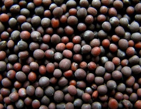 BLACK MUSTARD