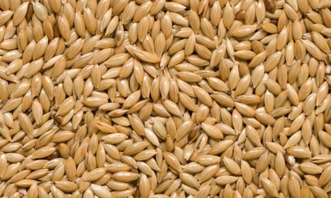 CANARY SEED