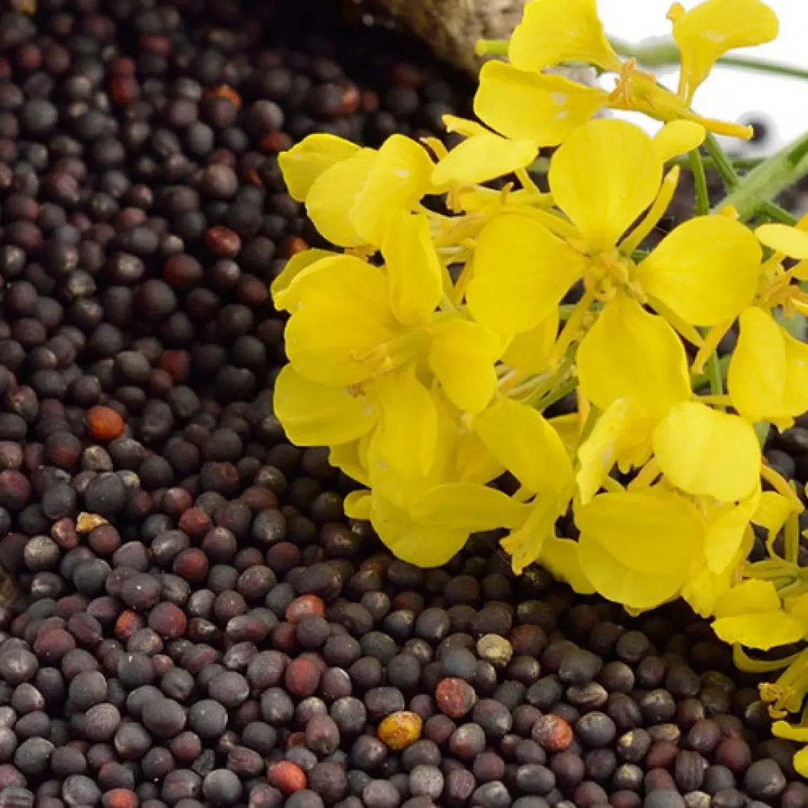 RAPESEED