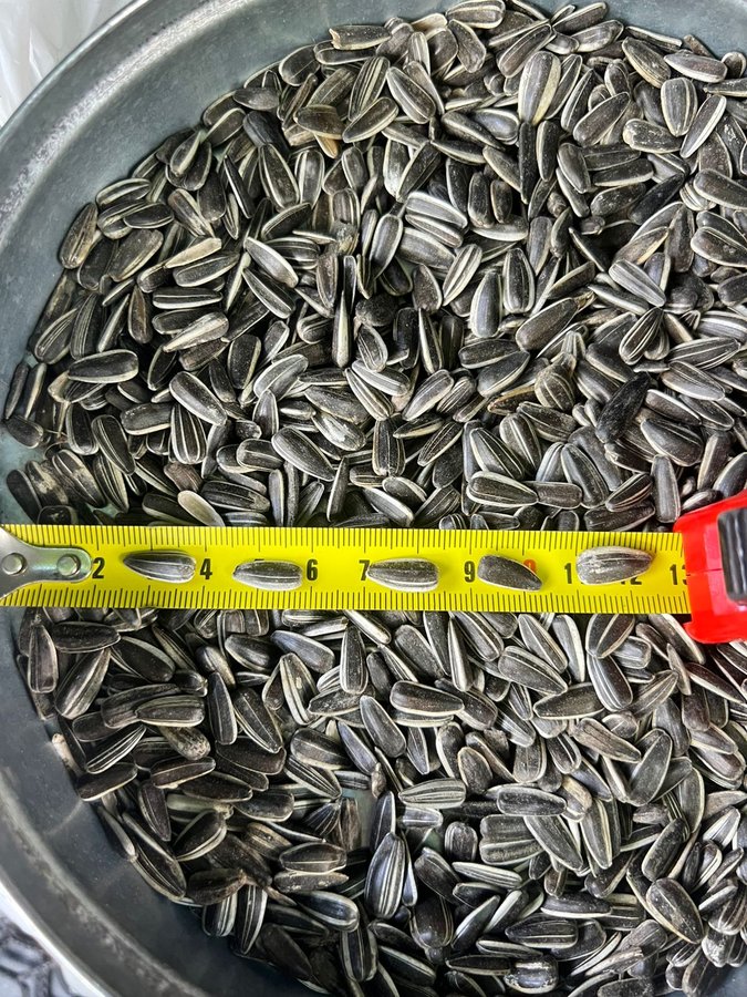 Striped Sunflower Seeds