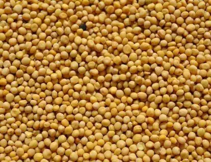 WHITE MUSTARD